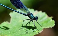 01 Banded demoiselle (male, Calopteryx splendens)